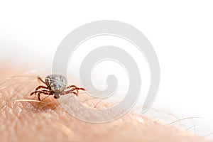 Tick crawls over an arm with copy space