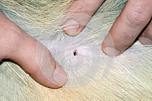 Tick attached to Dog