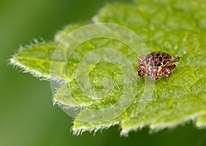 Tick en face photo