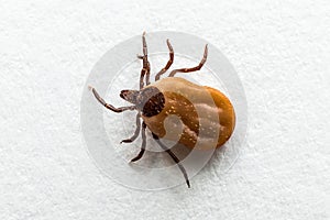 Tick filled with blood crawling on white paper