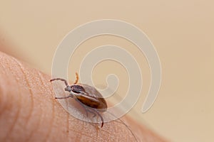 Tick filled with blood on human skin