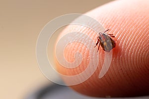 Tick filled with blood on human skin