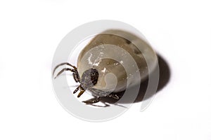 Tick filled with blood