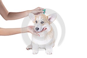 Tick and flea prevention for a corgi dog