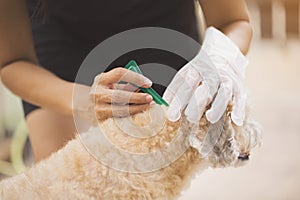 Tick and flea prevention for a dog