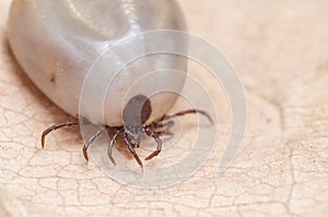 A tick full of blood sits on a dry leaf