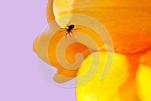 A tick got lost on a petal of the ginestra