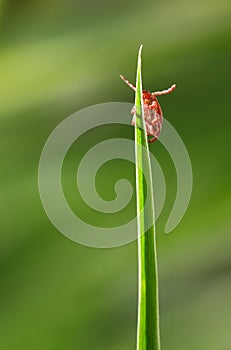 Tick on grass