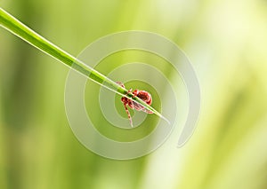 Tick on grass