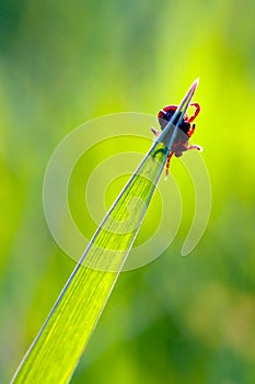 Tick on grass