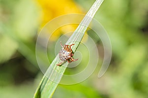 Dermacentor marginatus, Dermacentor reticulatus. tick on the grass, acarus on green grass photo
