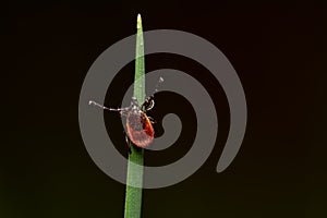 Tick in grass waiting for victim â€“ dangerous blood sucker parasitic insect