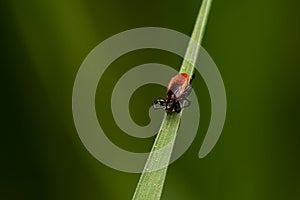 Tick in grass waiting for victim â€“ dangerous blood sucker parasitic insect