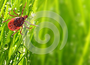 Tick on green grass. Dangerous parasite.