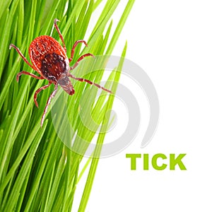 Tick on green grass. Dangerous parasite.