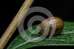 Tick on the green leaf waiting the host