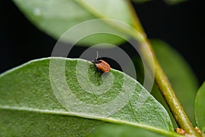 Tick on the green leaf waiting the host