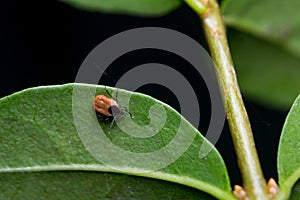 Tick on the green leaf waiting the host