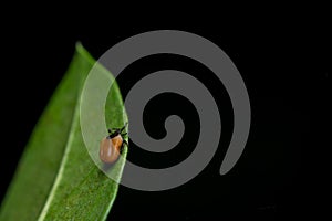 Tick on the green leaf waiting the host