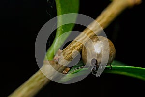 Tick on the green leaf waiting the host