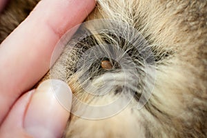 Tick in hair of a pet