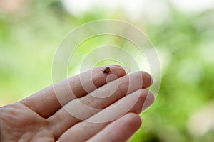 Tick on humans finger