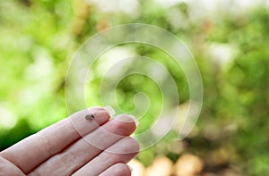 Tick on humans hand