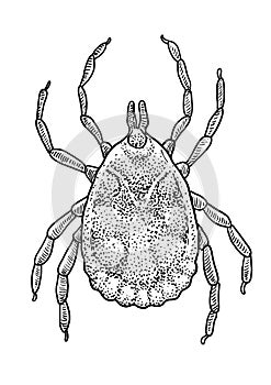 Tick illustration, drawing, engraving, ink, line art, vector