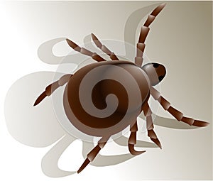 Tick insect