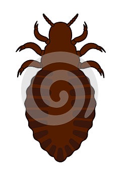 Tick Insect