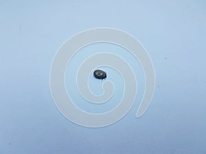 Tick insect engorged with blood on white background