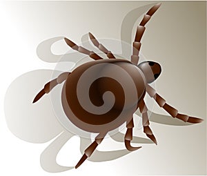 Tick insect photo