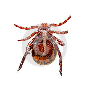 Tick Insect Isolated on White. Encephalitis Virus or Lyme Borreliosis Disease Infectious Dermacentor Tick or Mite Arachnid