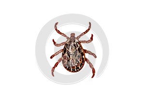 Tick isolated over white background. Tick is the common name for the small arachnids in superfamily Ixodoidea that, along with