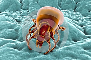 Tick Ixodes, an arthropod responsible for transmission of bacterium Borrelia burgdorferi