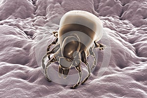 Tick Ixodes, an arthropod responsible for transmission of bacterium Borrelia burgdorferi