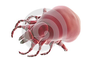 Tick Ixodes, an arthropod responsible for transmission of Lyme disease photo