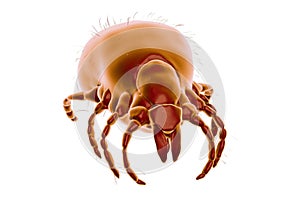 Tick Ixodes, an arthropod responsible for transmission of Lyme disease photo