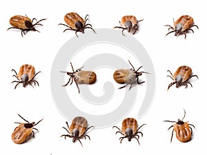 Tick (Ixodes ricinus) close up