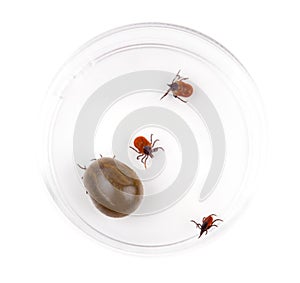 Tick (Ixodes ricinus)