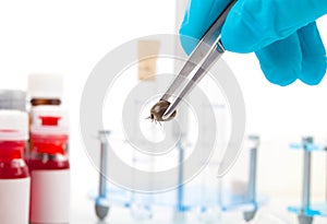 Tick (Ixodes ricinus)