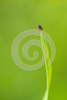 Tick Ixodes ricinus waiting for its victim on a grass blade