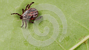 Tick - Ixodes ricinus, waiting for its victim on a grass blade. Tick protection concept.