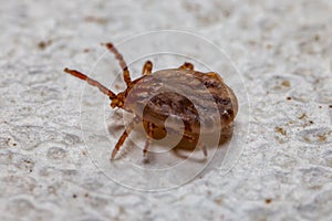 Tick (Ixodidae) in macro photo and has selective focus.