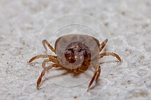Tick (Ixodidae) in macro photo and has selective focus. Portrait.