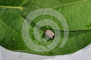 Tick on a leaf