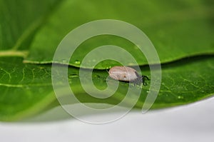 Tick on a leaf