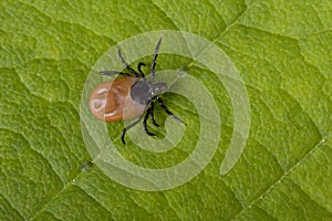 Tick on leaf