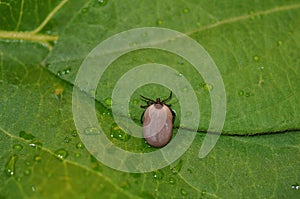 Tick on a leaf