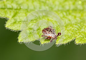 Tick - lie in wait photo